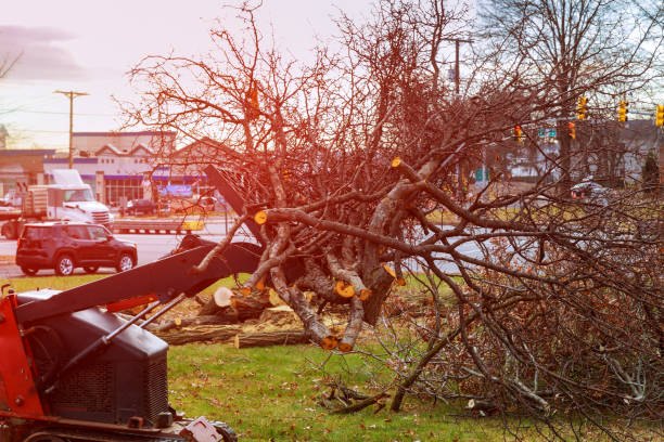 Professional Tree Care in Mehlville, MO
