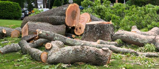 How Our Tree Care Process Works  in  Mehlville, MO