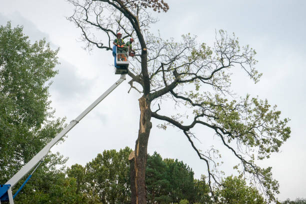 Best Seasonal Cleanup (Spring/Fall)  in Mehlville, MO