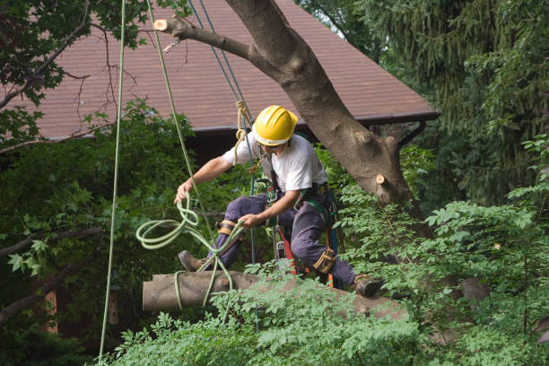 Best Tree Maintenance Programs  in Mehlville, MO