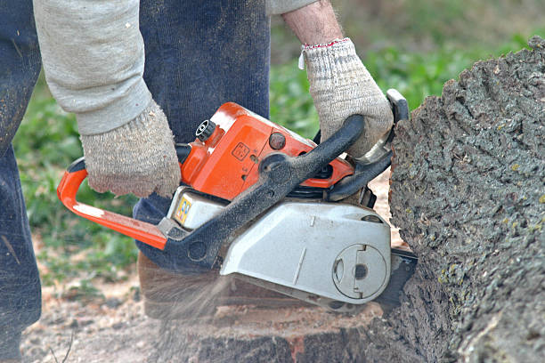 Best Tree Risk Assessment  in Mehlville, MO