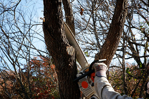 Pest Control for Lawns in Mehlville, MO